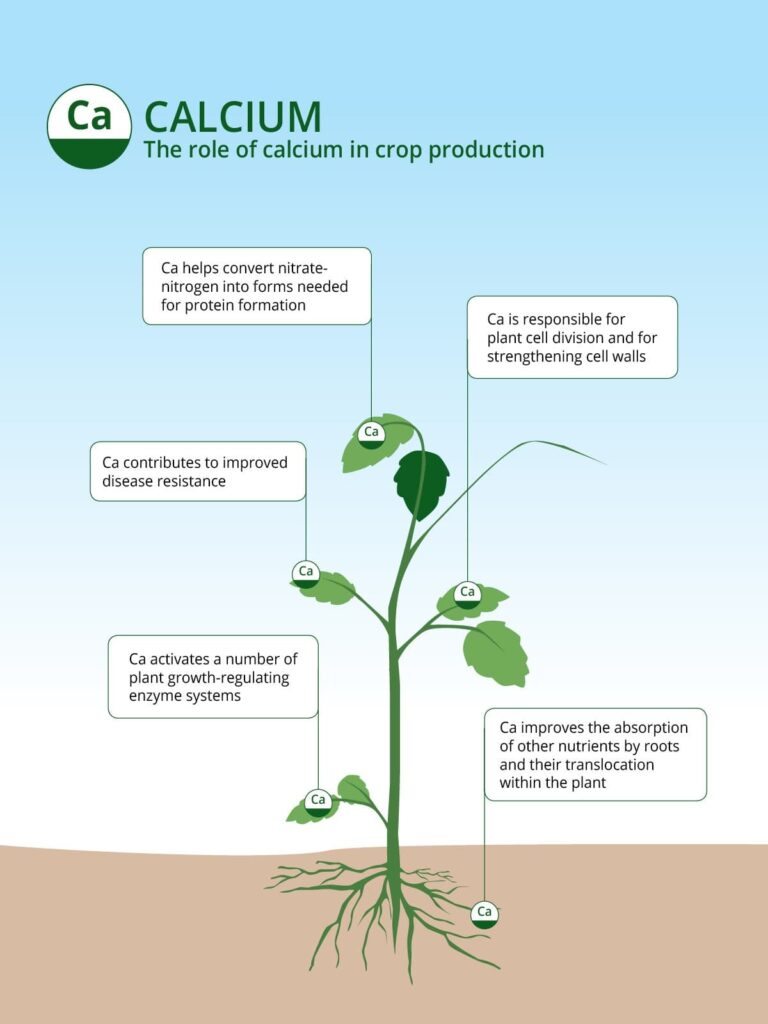 Role of Calcium in Crop Production | ICL India