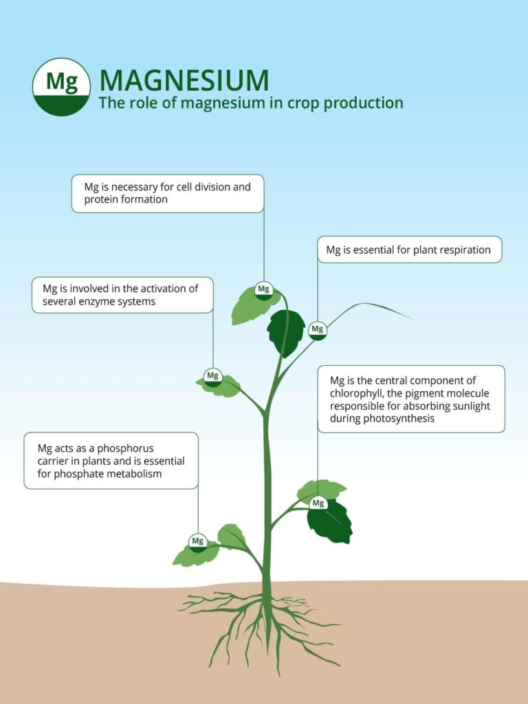 Role of Magnesium in Crop Production | ICL India