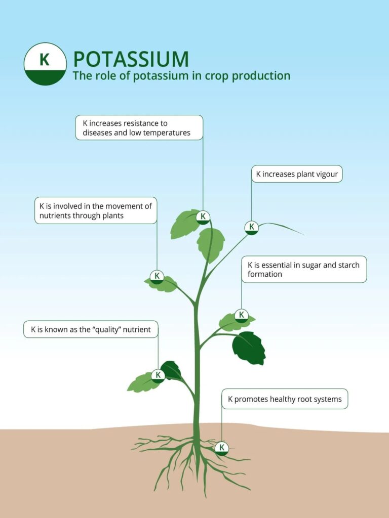 Role of Potassium in Crop Production | ICL India