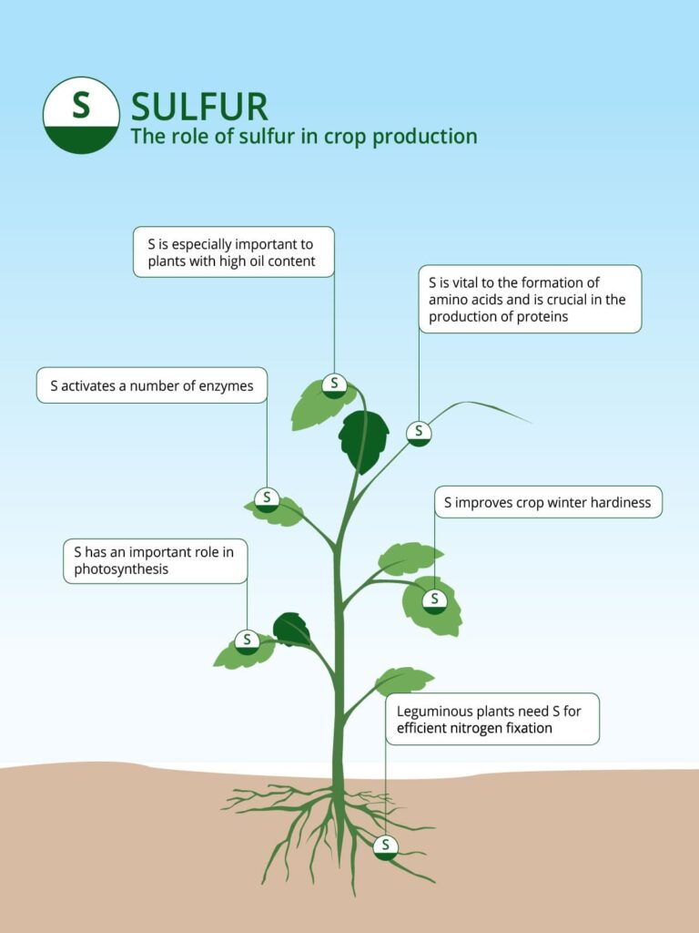 Role of Sulfur in Crop Production | ICL India