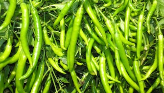 Chilli