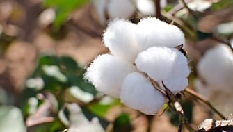 Cotton