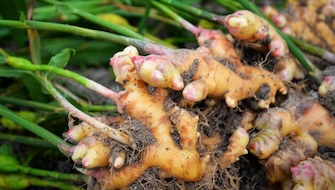 Ginger