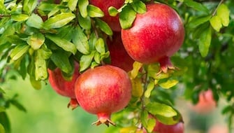 Pomegranate