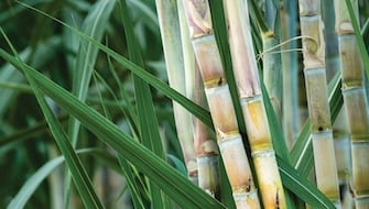 Sugarcane