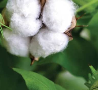 Higher Cotton Boll Count with Polysulphate in Maharashtra