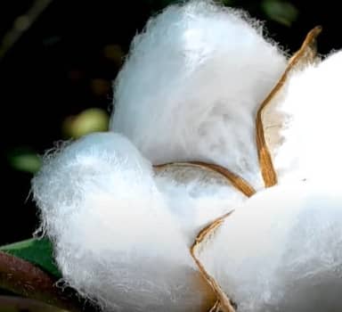 Polysulphate Improves Seed Cotton Yield in Maharashtra