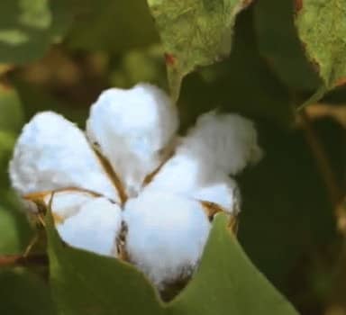 Heavier Cotton Boll Produce with Polysulphate in Maharashtra