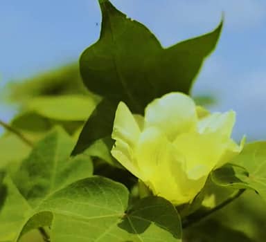 Farmers Get Better Returns on Cotton with Polysulphate in Maharashtra