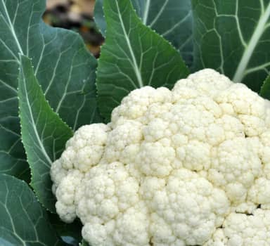 Sulfur From Polysulphate Boosts Cauliflowers in Karnataka