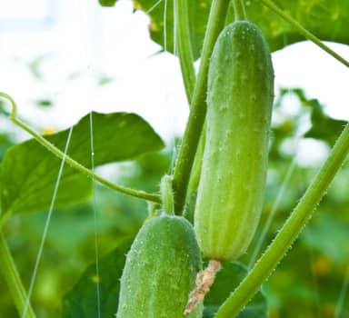 Healthier Cucumbers with Polysulphate in Karnataka