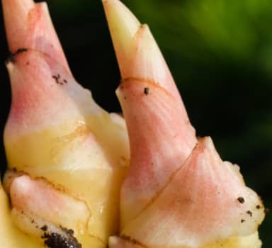 Polysulphate Increases Ginger Rhizome Weight in Maharashtra