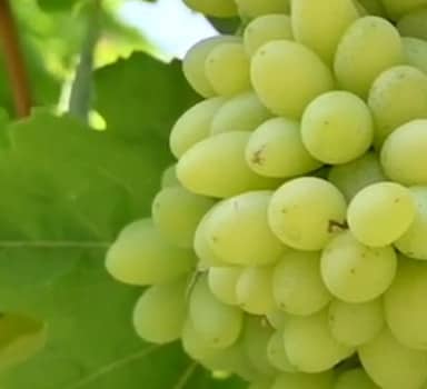 Grape Bunches Improve with Polysulphate in Karnataka