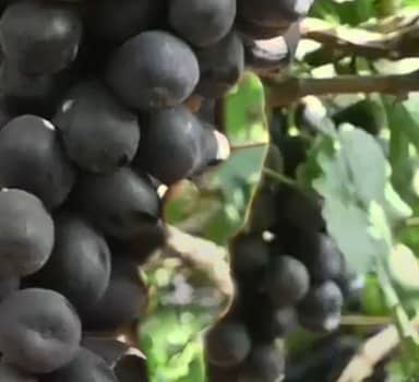 Polysulphate for Increased Yield of Grapes in Maharashtra