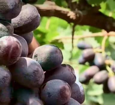 Polysulphate Improves Returns on Grapes in Maharashtra