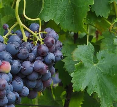 Increase in Grape Yield Per Plant with Polysulphate in Maharashtra