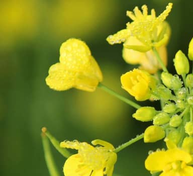 Polysulphate Mustard Trial in Uttar Pradesh