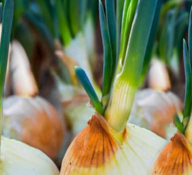 Polysulphate Trial on Onion in Maharashtra