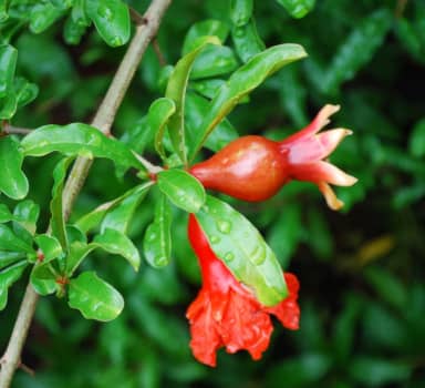 Polysulphate Pomegranate Trial in China