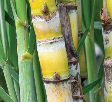 Polysulphate improves Sugarcane quality in Maharashtra