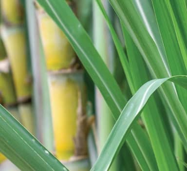 Thicker Sugarcanes with Polysulphate in Maharashtra