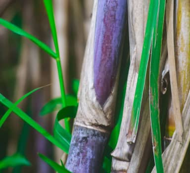 Polysulphate improves quality of Sugarcanes in Maharashtra