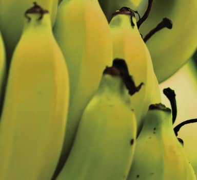 Polysulphate Boosts Cost Benefits on Banana in Maharashtra