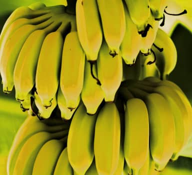 Banana Stem Girth Improves with Polysulphate in Maharashtra