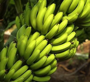Polysulphates Increases Banana Hands per Bunch in Maharashtra