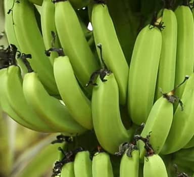 Heavier Banana Bunches with Polysulphate in Maharashtra