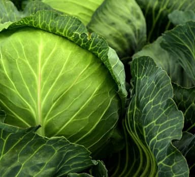 Increased Cabbage Yield with Polysulphate in Karanataka