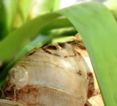 Ginger Produces More Tillers with Polysulphate in Maharashtra