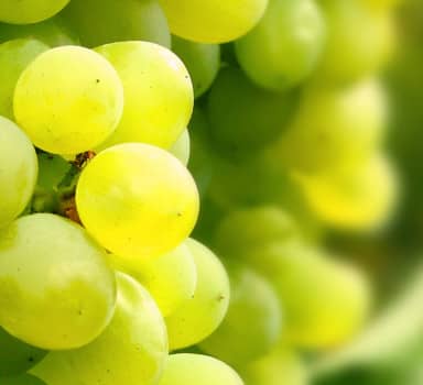 Polysulphate for Bigger Berries of Grape in Maharashtra