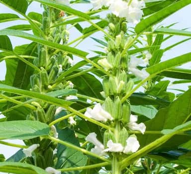 Sesame Trial with Polysulphate in Uttar Pradesh