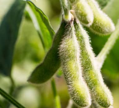 Higher Soybean Seed Weight with Polysulphate in Maharashtra