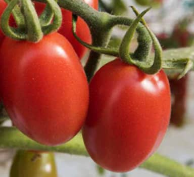 Polysulphate Tomato Trial in Israel
