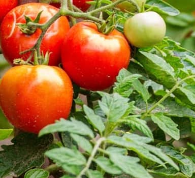 Polysulphate Increases Tomato Harvests in Maharashtra