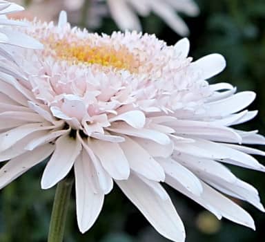 Bloom in Chrysanthemums with Nutrivant in Karnataka