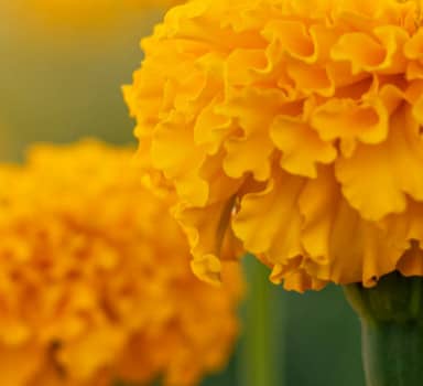 Nutrivant for Marigold blossoms in Karnataka