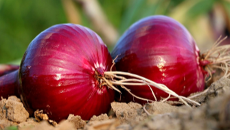 Nutrient Management During Onion Bulb Development