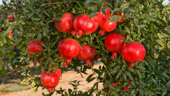 Cultivation of Pomegranate Crop: Nutrition Management