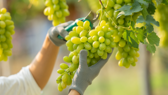 Best Nutrient Management In Grapes During Adverse Climate Conditions