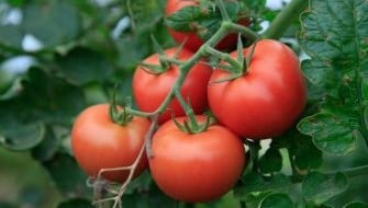 Complete Guide to Tomato Nutrient Management with ICL Fertilizers